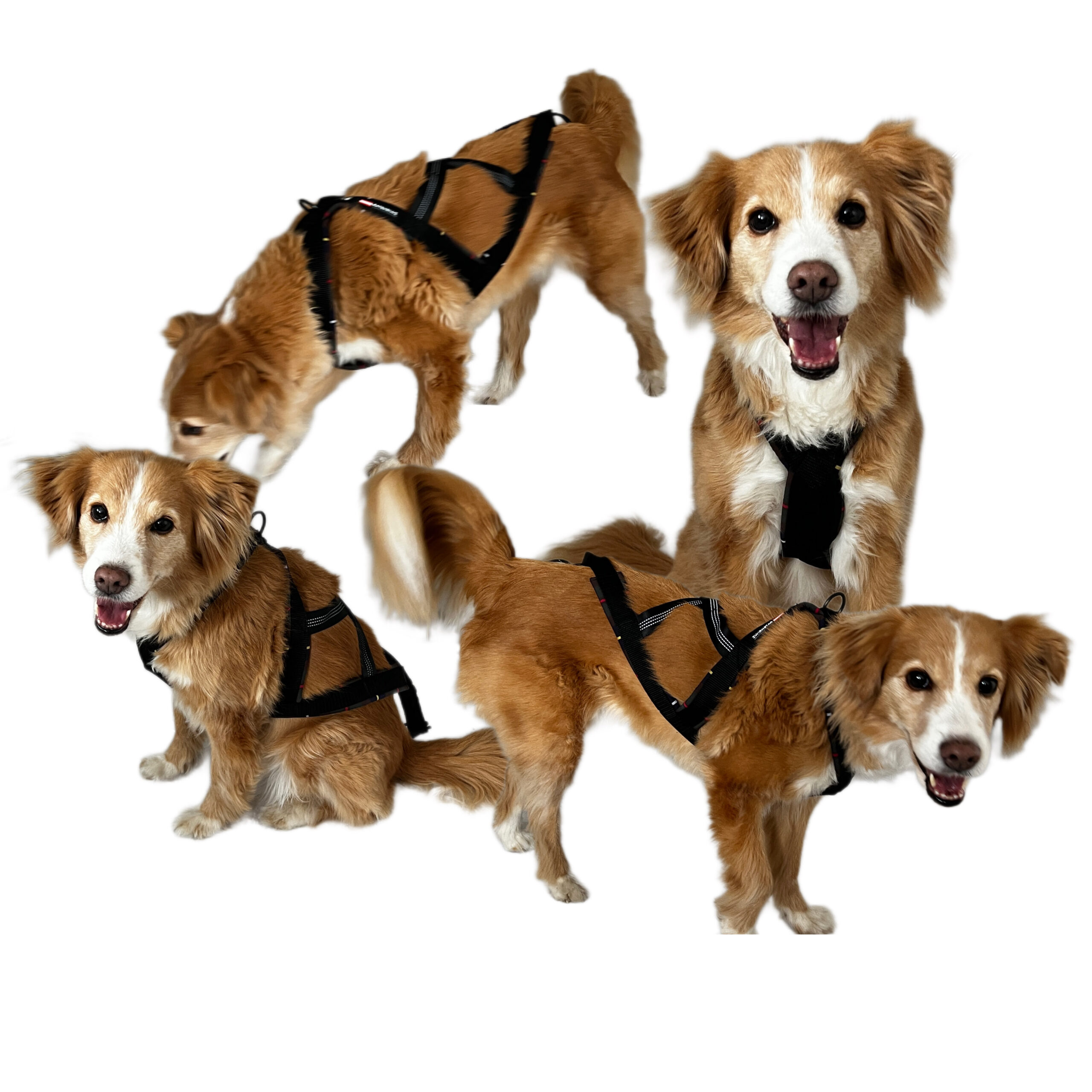 Rettl ACCESSOIRES MEN Auf den Hund Halsband Maß